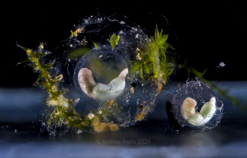Taking care of Eggs, Larvae and Juveniles Salamanderland